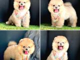 Bi̇ri̇nci̇ Sinif Pomerani̇an Boo Bebekleri̇mi̇z