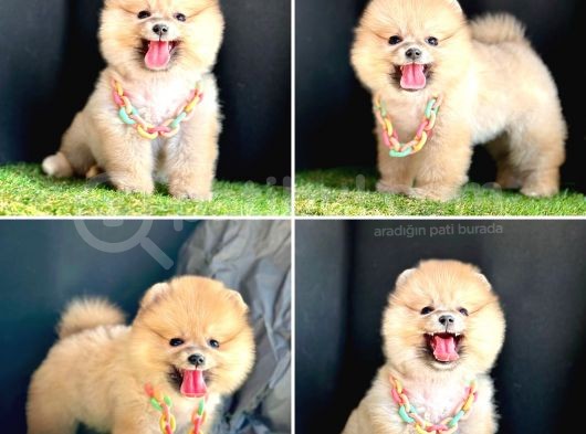 Bi̇ri̇nci̇ Sinif Pomerani̇an Boo Bebekleri̇mi̇z görsel