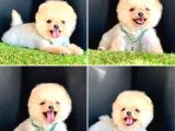 Süper Pomerani̇an Boo Bebekleri̇mi̇z