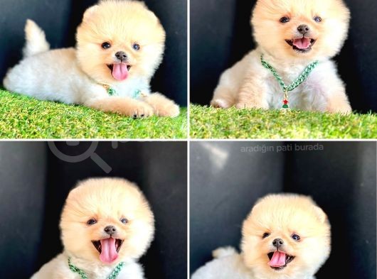 Süper Pomerani̇an Boo Bebekleri̇mi̇z görsel