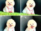 Bi̇ri̇nci̇ Sinif Pomerani̇an Boo Bebekleri̇mi̇z