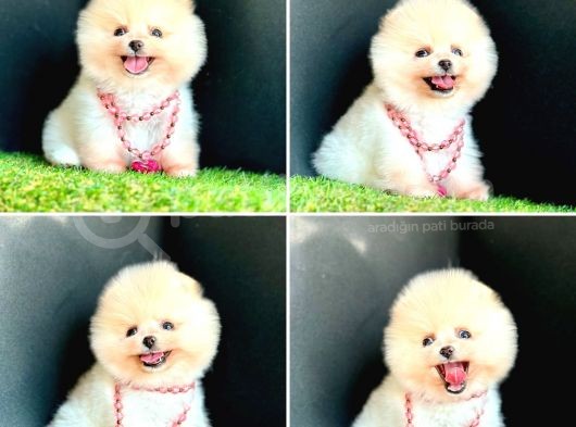 Bi̇ri̇nci̇ Sinif Pomerani̇an Boo Bebekleri̇mi̇z görsel