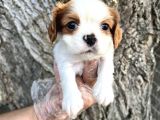 Sevimli Irk Garantili Cavalier King Charles Yavrular