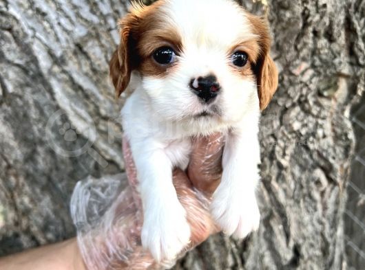 Sevimli Irk Garantili Cavalier King Charles Yavrular görsel