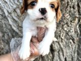 Sevimli Irk Garantili Cavalier King Charles Yavrular