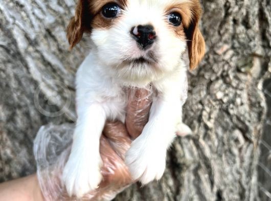 Sevimli Irk Garantili Cavalier King Charles Yavrular görsel