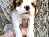 Sevimli Irk Garantili Cavalier King Charles Yavrular