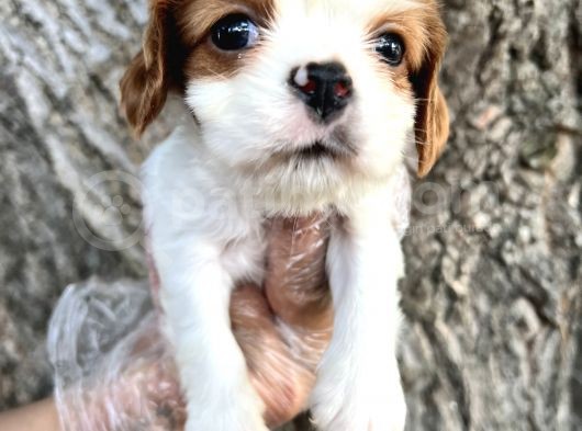 Sevimli Irk Garantili Cavalier King Charles Yavrular görsel