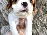 Sevimli Irk Garantili Cavalier King Charles Yavrular