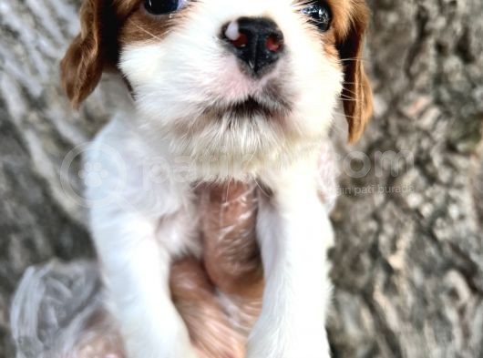 Sevimli Irk Garantili Cavalier King Charles Yavrular görsel