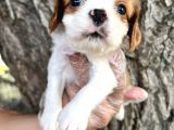 Sevimli Irk Garantili Cavalier King Charles Yavrular