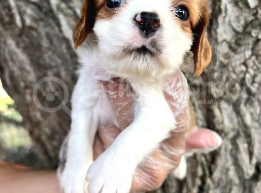 Sevimli Irk Garantili Cavalier King Charles Yavrular görsel