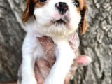 Sevimli Irk Garantili Cavalier King Charles Yavrular