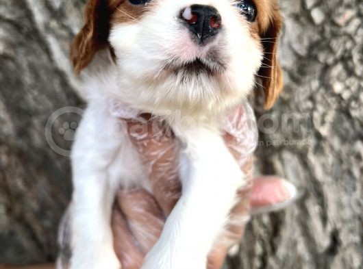 Sevimli Irk Garantili Cavalier King Charles Yavrular görsel