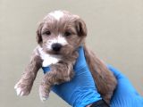 Maltipoo Dişi Erkek