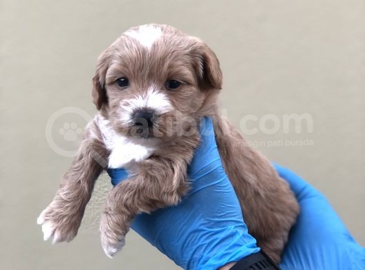 Maltipoo Dişi Erkek görsel