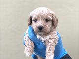 Maltipoo Dişi Erkek