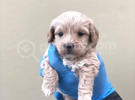 Maltipoo Dişi Erkek görsel