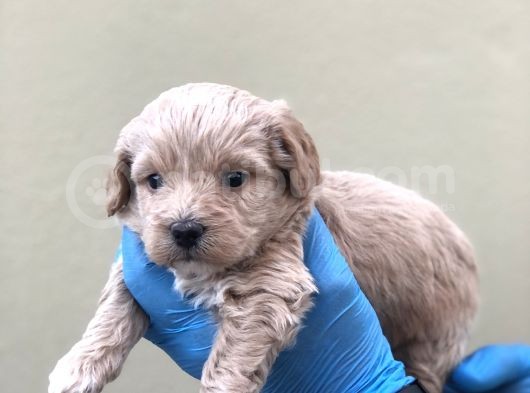 Maltipoo Dişi Erkek görsel