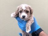 Maltipoo Dişi Erkek