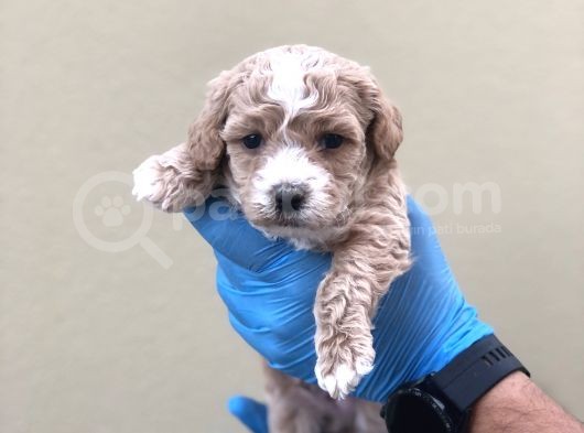 Maltipoo Dişi Erkek görsel