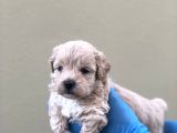 Maltipoo Dişi erkek
