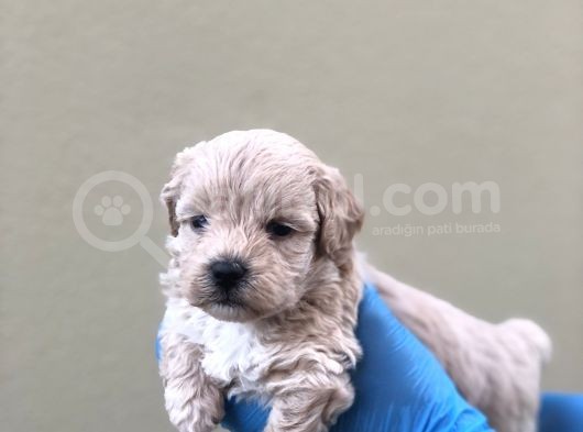 Maltipoo Dişi Erkek