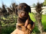 Her Ile Gönderim Sağladığımız Irk Garantili Doberman Yavrular