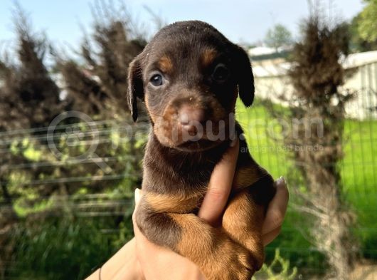 Her Ile Gönderim Sağladığımız Irk Garantili Doberman Yavrular görsel