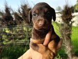 Her ile Gönderim Sağladığımız Irk Garantili Doberman Yavrular