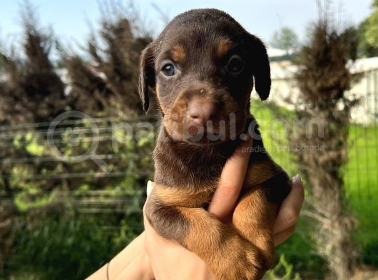 Her Ile Gönderim Sağladığımız Irk Garantili Doberman Yavrular