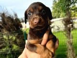 Her Ile Gönderim Sağladığımız Irk Garantili Doberman Yavrular