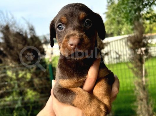 Her Ile Gönderim Sağladığımız Irk Garantili Doberman Yavrular görsel