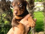 Her Ile Gönderim Sağladığımız Irk Garantili Doberman Yavrular