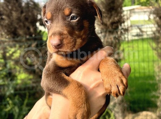 Her Ile Gönderim Sağladığımız Irk Garantili Doberman Yavrular görsel