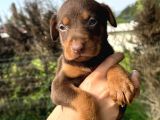 Her Ile Gönderim Sağladığımız Irk Garantili Doberman Yavrular