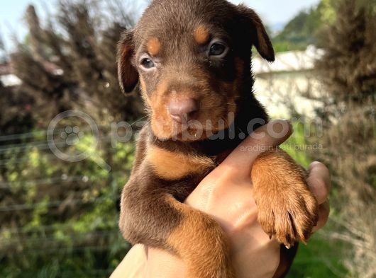Her Ile Gönderim Sağladığımız Irk Garantili Doberman Yavrular görsel
