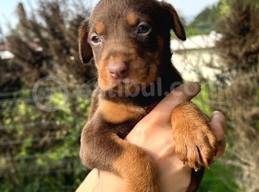 Her Ile Gönderim Sağladığımız Irk Garantili Doberman Yavrular görsel