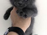 Full Şecereli Maine Coon Yavrularım