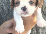 Sevimli Irk Garantili Cavalier King Charles Yavrular