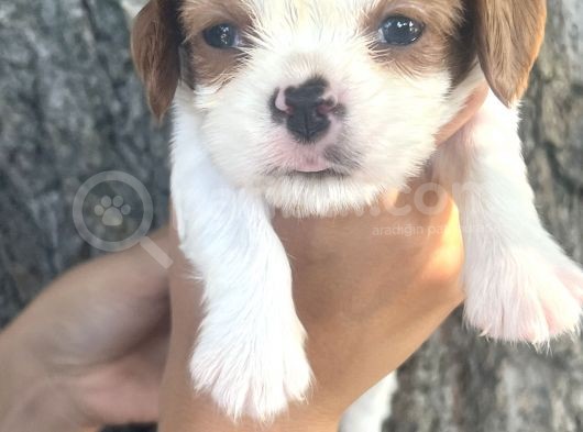 Sevimli Irk Garantili Cavalier King Charles Yavrular