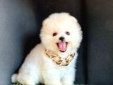 Pomeranian boo ayıcık yüz 