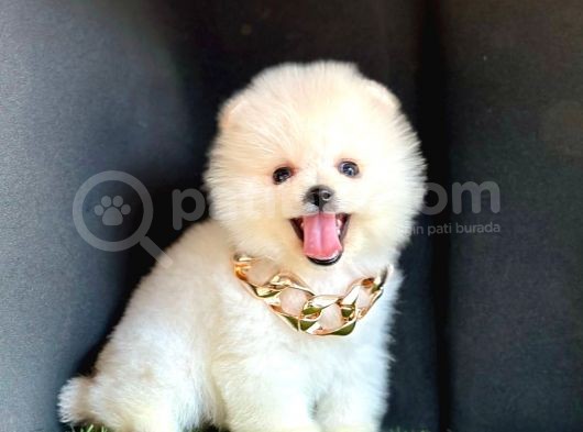 Pomeranian Boo Ayıcık Yüz 