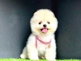 Ori̇ji̇nal Ayi Suratli Pomerani̇an Boo Bebekleri̇mi̇z