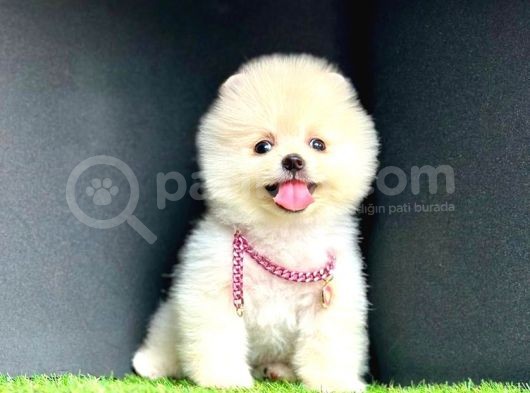 Ori̇ji̇nal Ayi Suratli Pomerani̇an Boo Bebekleri̇mi̇z görsel