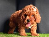 Sevimli Yavru Toy Poodle 