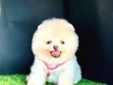 Show Kalite Pomeranian Boo