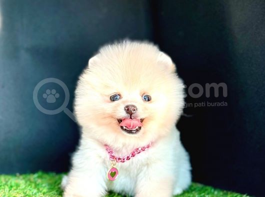Show Kalite Pomeranian Boo görsel