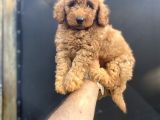 Red Di̇şi̇ Toy Poodle Bebeği̇mi̇z A Kali̇te