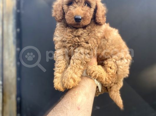 Red Di̇şi̇ Toy Poodle Bebeği̇mi̇z A Kali̇te görsel